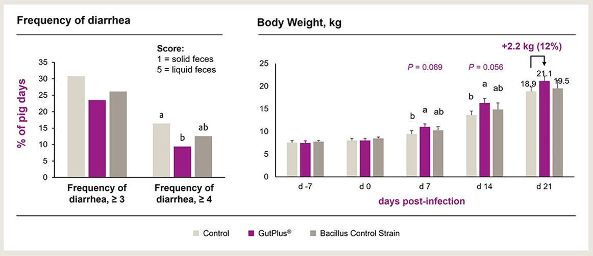Maintaining a healthy gut to optimize growth performance of weaned pigs ...