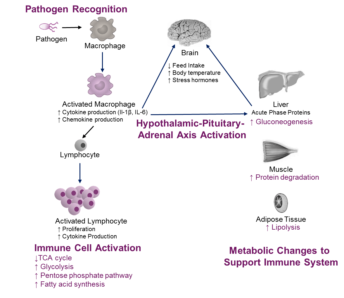 The Role of Amino Acids in the Immune System - A special focus on broilers.
